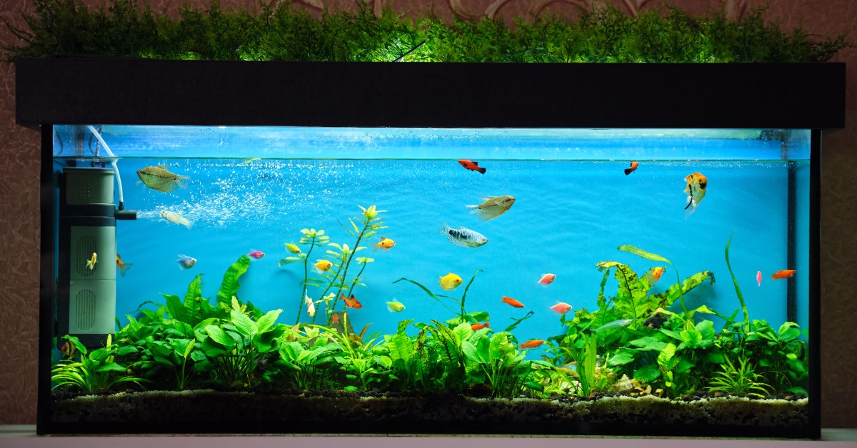 Saltwater fish aquarium outlet store